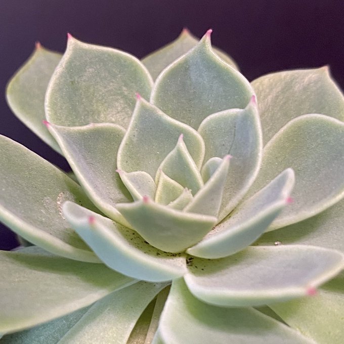 洋書)原種エケベリア図鑑 The genus Echeveria