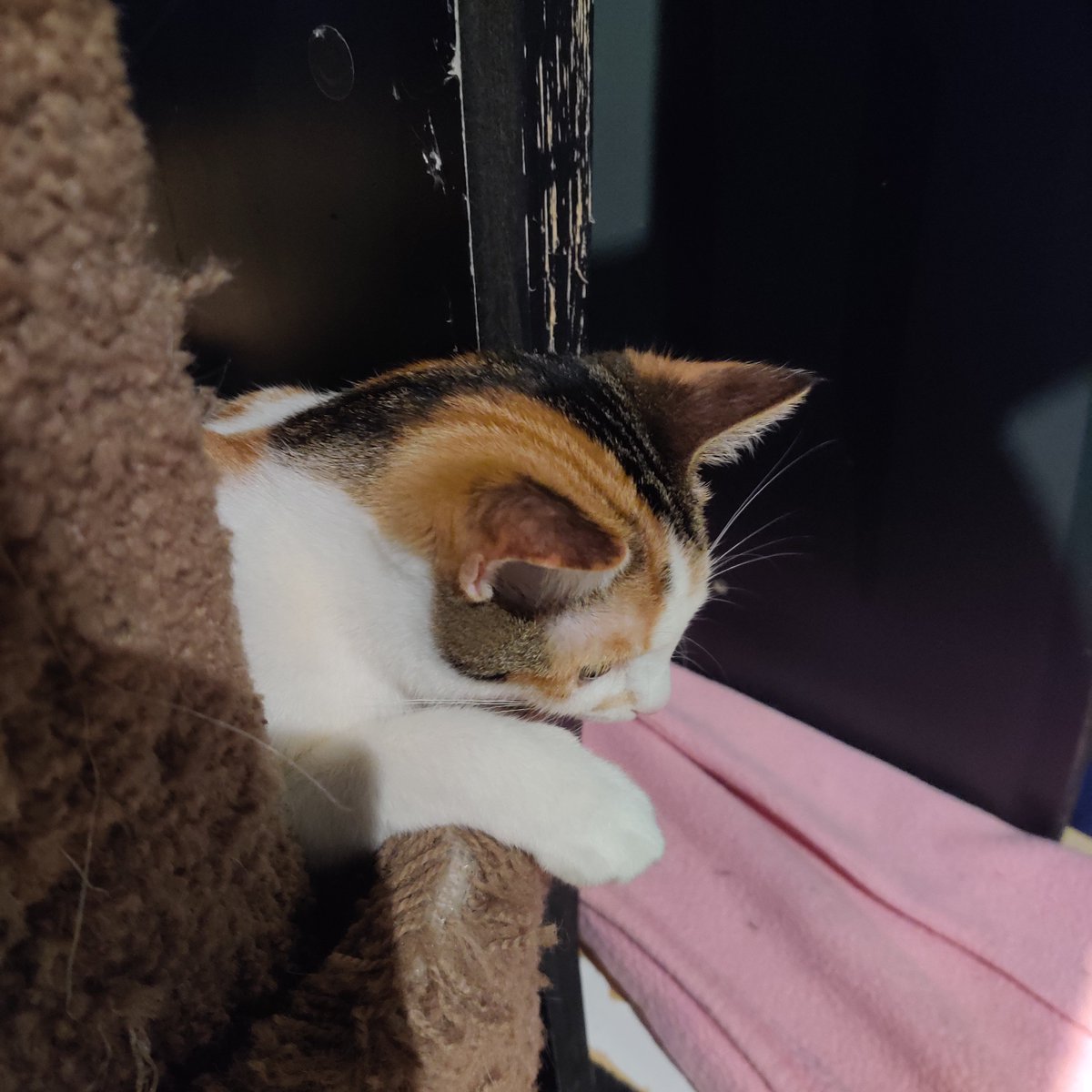 exenosR's tweet photo. went to a cat café to heal my mental, now i just want cats gg 

place is called @catorocafe ! https://t.co/vjnQsTvzbb