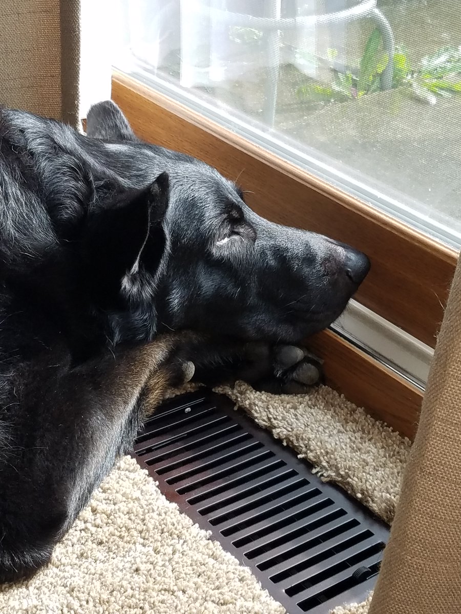 Tondieu5's tweet photo. I didn't take a selfie but here are some dogo photos. They are better anyways. #hasanPRyear #hasantwtselfieday https://t.co/7LqA919ZdI