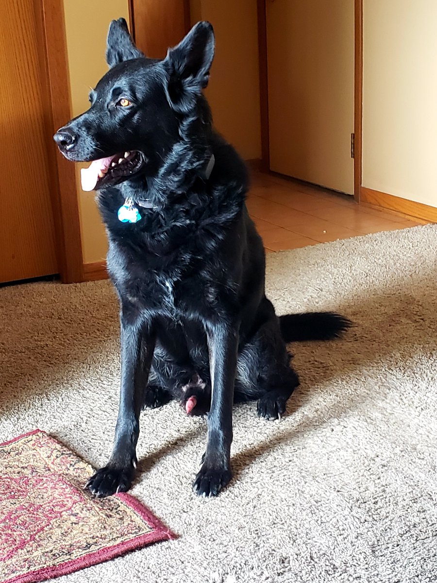 Tondieu5's tweet photo. I didn't take a selfie but here are some dogo photos. They are better anyways. #hasanPRyear #hasantwtselfieday https://t.co/7LqA919ZdI