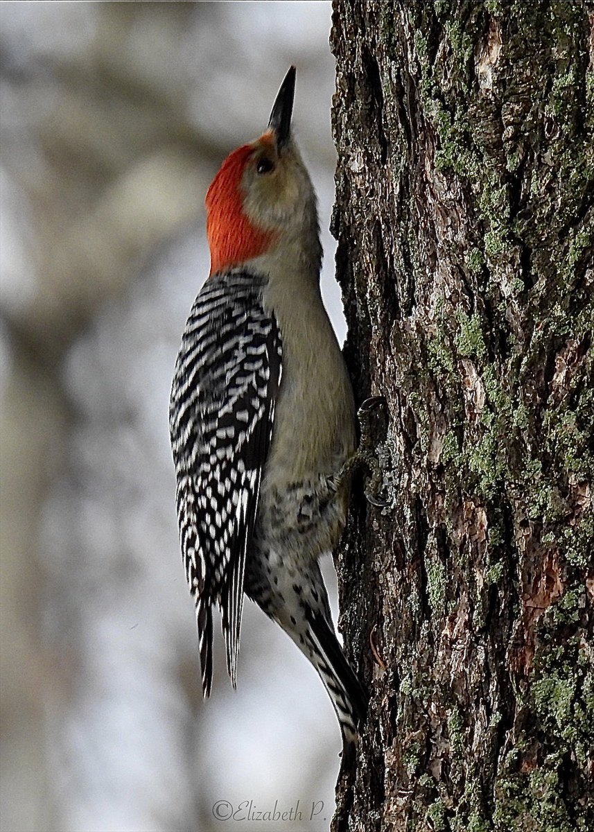 ElizabethP501's tweet image. #redbelliedwoodpecker at Forest Park,Queens.#NYCParks