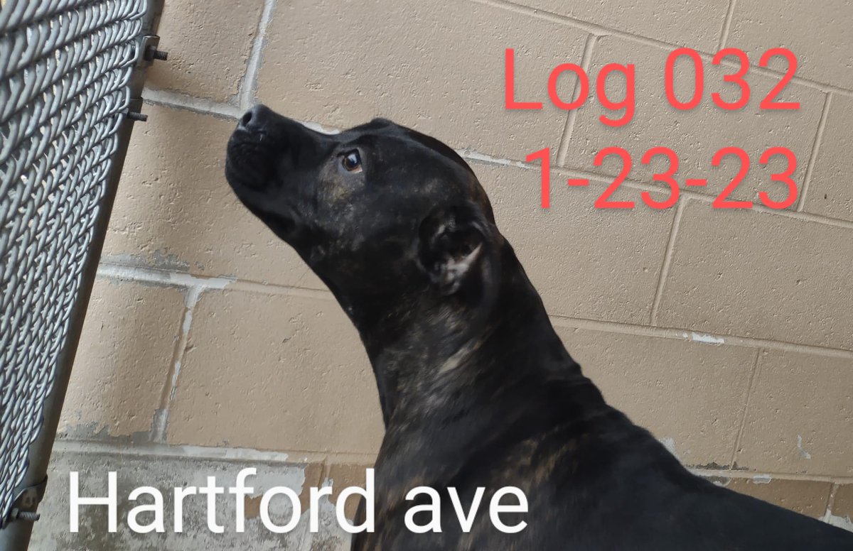 Found dogs:
#Providence #RhodeIsland
Call 401243 6040
buff.ly/3ZQgCgU 
Brindle mix found East Dr 1/19
Female drk brwn Chi mix found 160 Niantic Ave 1/19
Male white/cream Poodle mix found Penn/Almy 1/21
Female dark brindle mix found 106 Hartford Ave 1/23
#OceanState  #RI