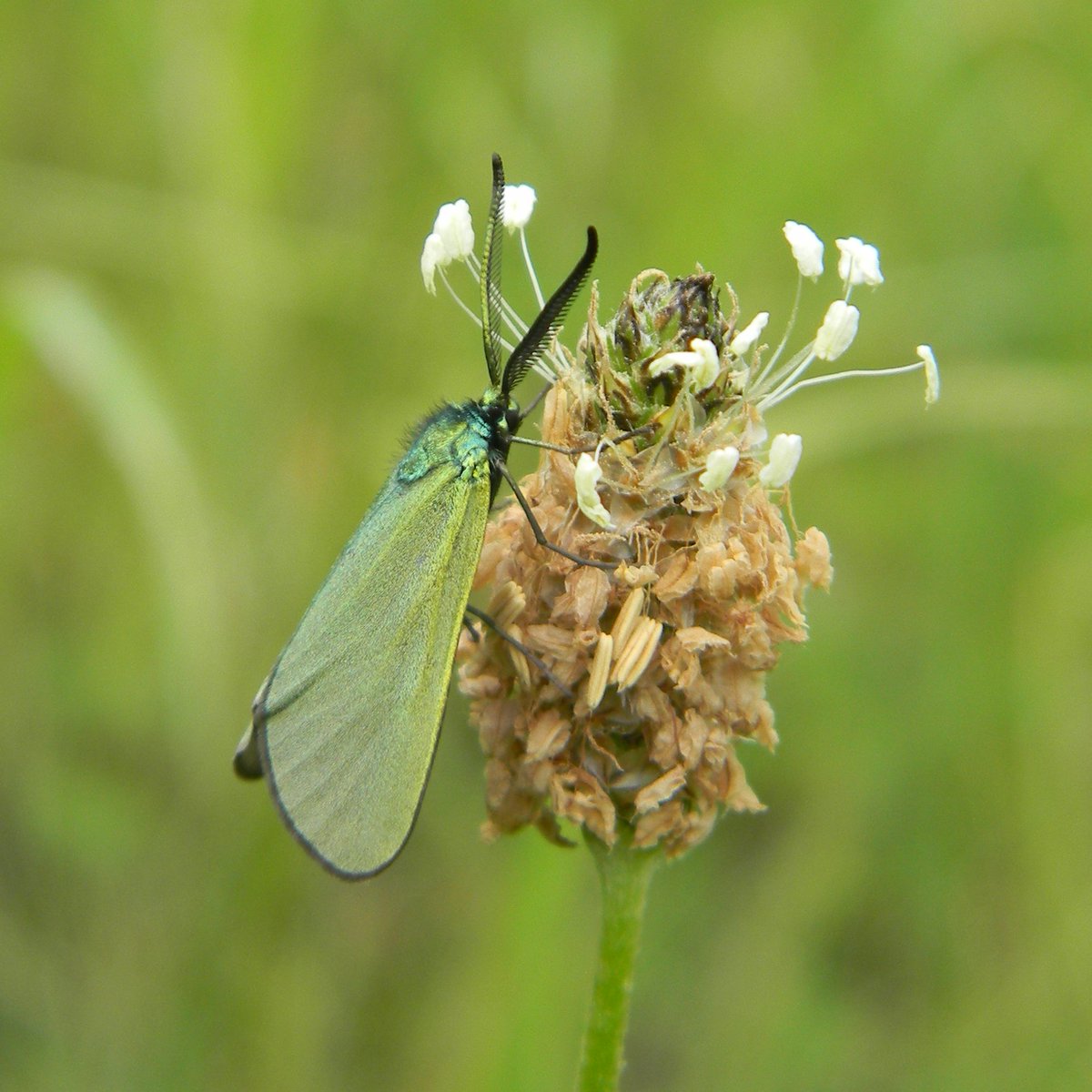 +++ Schmetterling des Jahres: Ampfer-Grünwidderchen +++

Adscita statices ist 1 Charakterart für artenreiches, extensiv genutztes Grünland, entwickelt sich an Sauerampfer-Arten.

Mit den Widder-Gehörrn ähnlichen Fühlern der ♂️♂️ nehmen diese den Duft der ♀️♀️ wahr.

📸 Fionn Pape