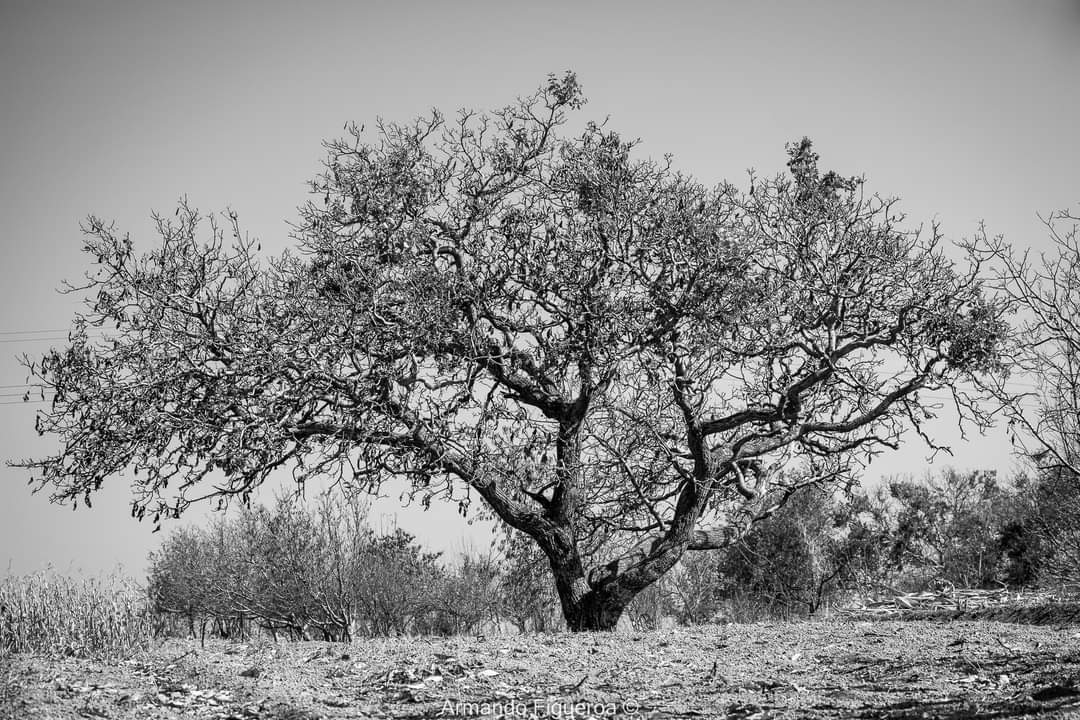 AFigueroa70's tweet photo. Invierno

#arbol #tree #arbolseco #drytree #invierno #winter #paisaje #landscape #paisajeblancoynegro #blackandwhitelandscape #blancoynegro #blackandwhite #fotografiaenblancoynegro #blackandwhitephotography #xalitzintla #puebla #sannicolasdelosranchos https://t.co/UvpOuwnZNx