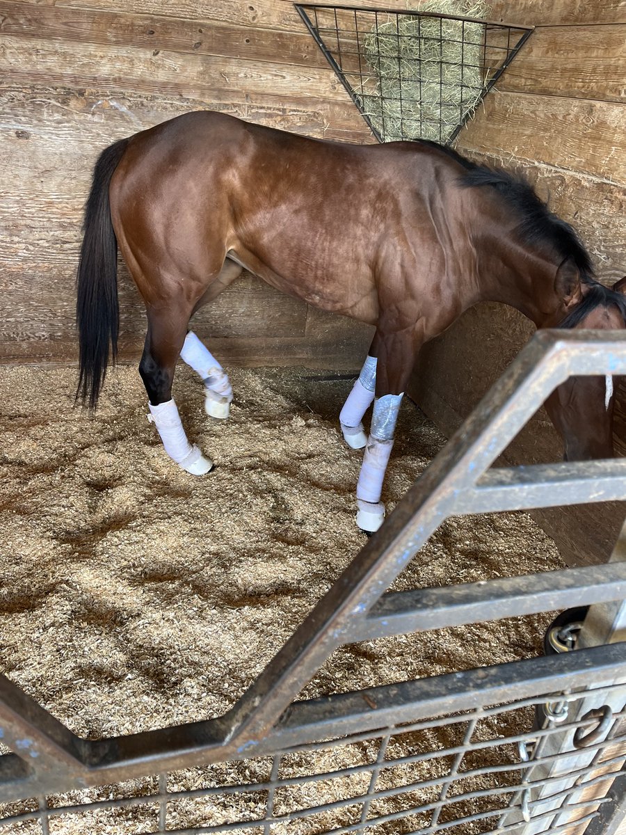 Recent impressive Texas bred maiden winner Sky Tizzy has settled in to Sam Houston for the $100,000 Bara Lass stakes on Saturday. Thanks again to <a href="/sdavidsonracing/">Sarah Davidson</a>