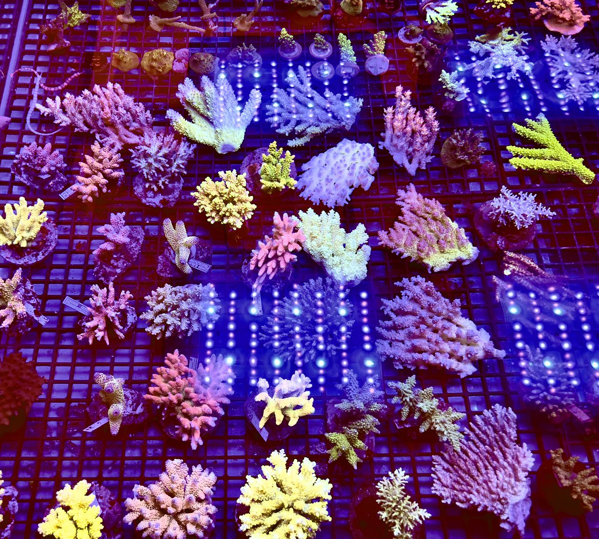 🔥🔥🔥 A sneaky peak at over 50 Wild Aussie and cultured Indo Acros, just landed 🪸#acros #acropora