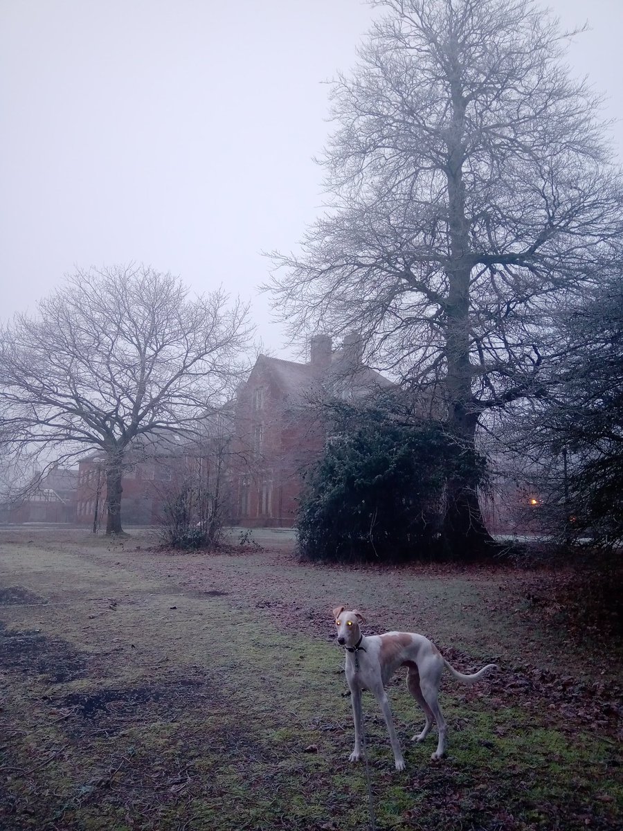 HartandHeath's tweet photo. My boy throwing some serious Hell Hound vibes up at the abandoned old manor this morning.
#scoobydont
#abandonedplaces
#haunted
#creepy https://t.co/JuoQeX3upM