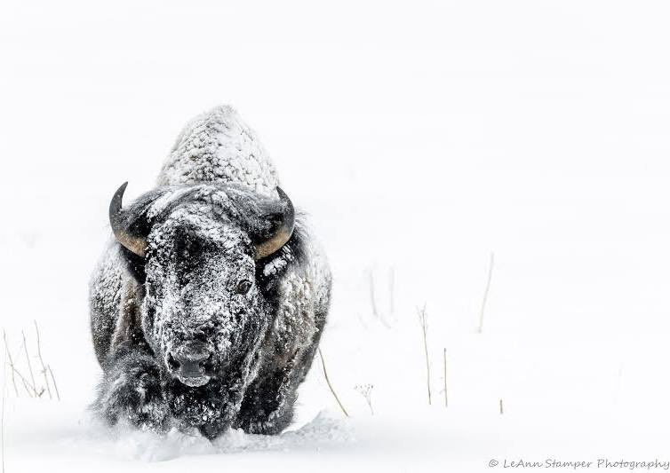 tristan__scott_'s tweet photo. Beef is great and all, but Bison are just built different. 

Native megafauna, can be at 40F below and comfortable as a house cat. 

Resilient as any species to walk the earth 🌍 https://t.co/0DFjdStRRZ