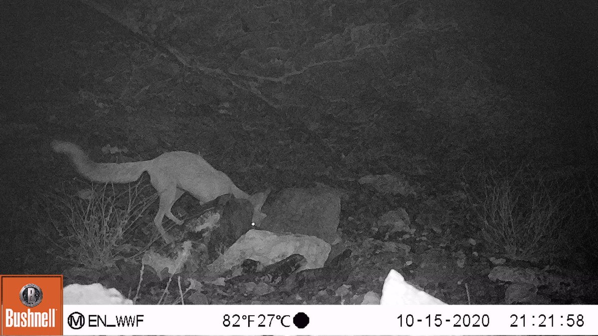 📷 It's time for this week's #CameraTrapQuiz! 📷
Let us know what #species you think this is, and the answer will be revealed on Friday!

#Quiz #CitizenScience  #MammalResearch