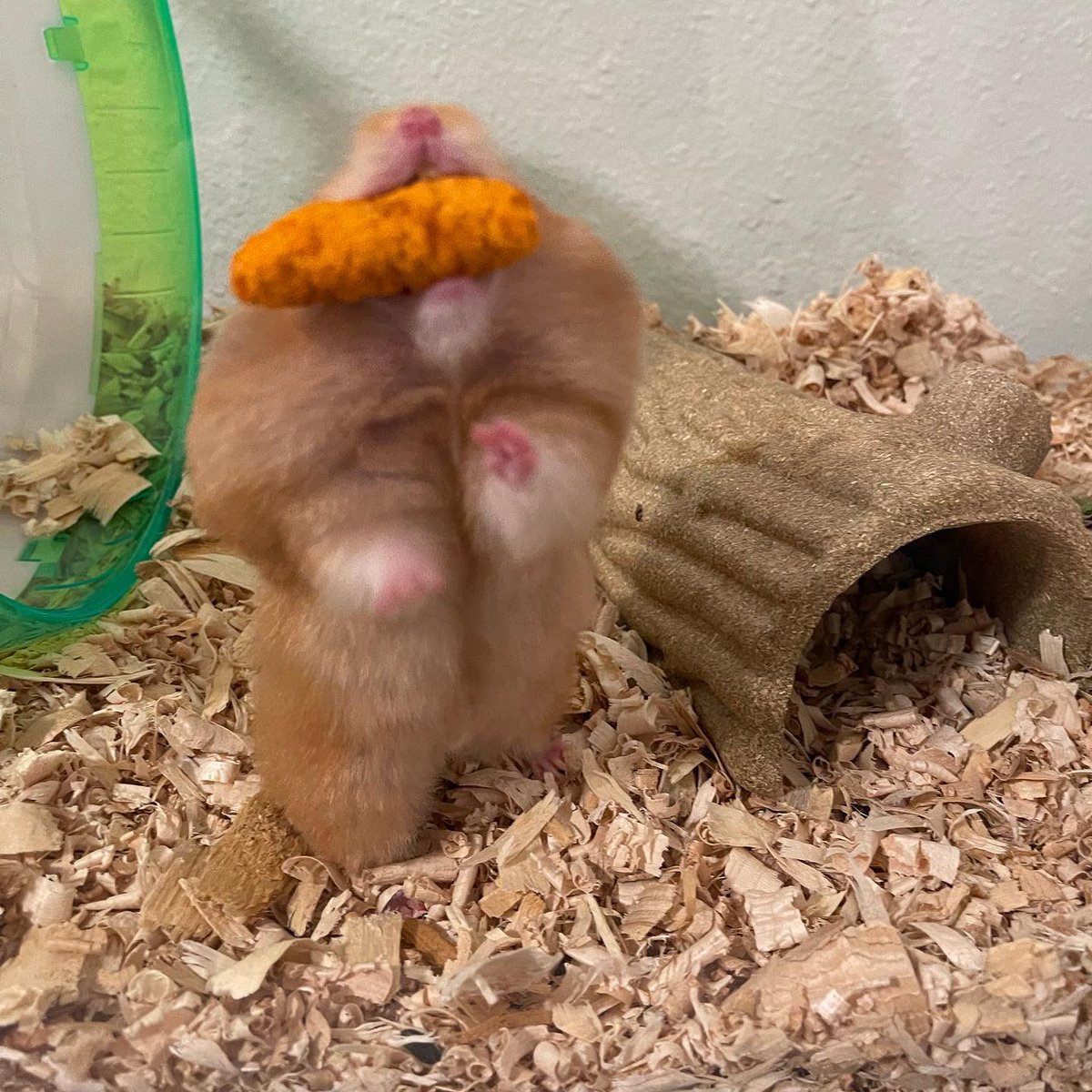 kat24534983's tweet photo. Candace! So close to her first birthday 🥺❤️ https://t.co/HY2GckVlSC
