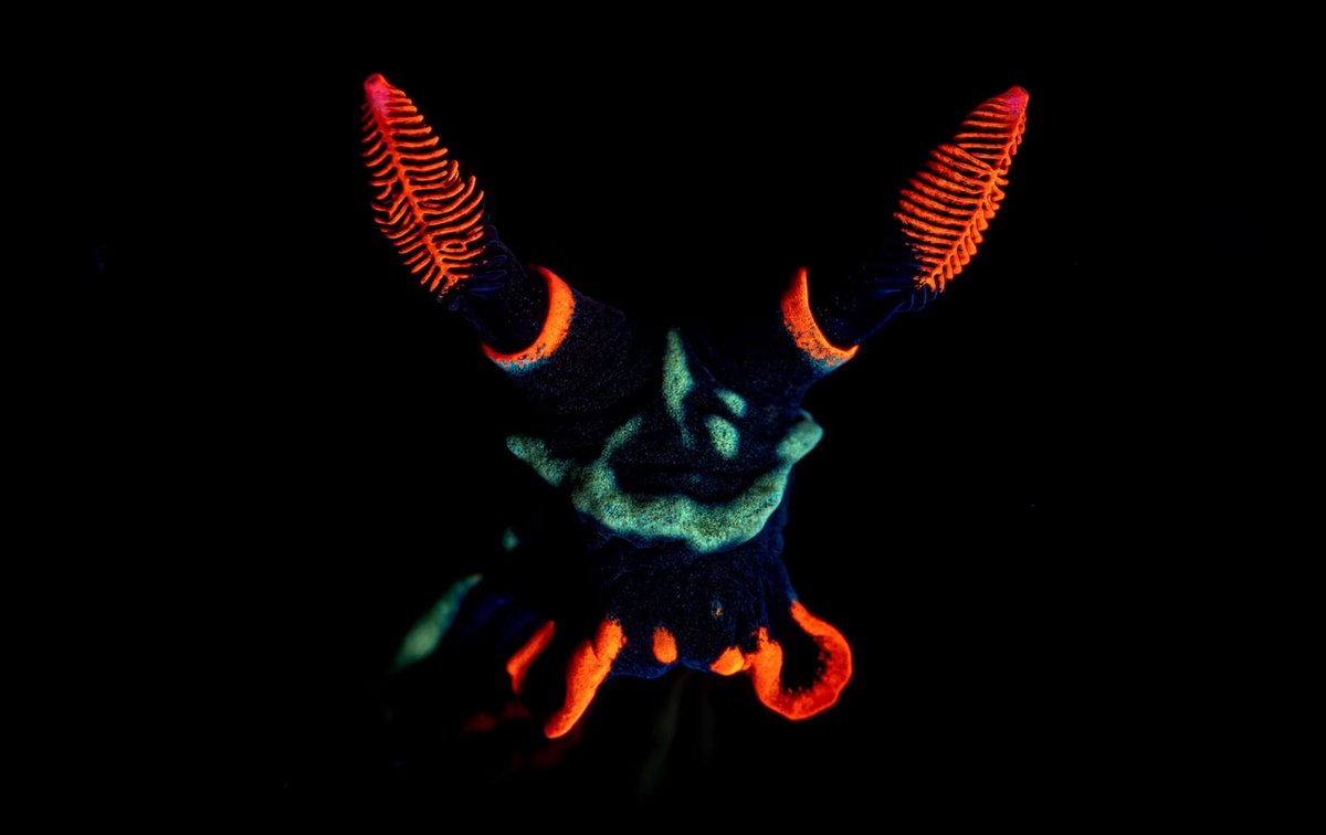 DKThomp's tweet photo. Winners of the 2022 Ocean Art Underwater Photo Contest

Absolutely spectacular. https://t.co/SxCsP5bExb