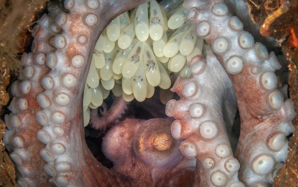 DKThomp's tweet photo. Winners of the 2022 Ocean Art Underwater Photo Contest

Absolutely spectacular. https://t.co/SxCsP5bExb