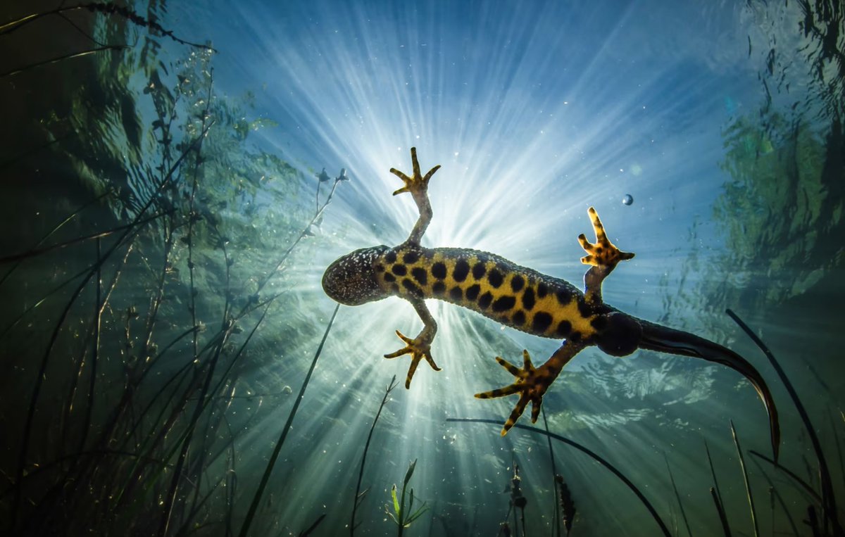 DKThomp's tweet photo. Winners of the 2022 Ocean Art Underwater Photo Contest

Absolutely spectacular. https://t.co/SxCsP5bExb
