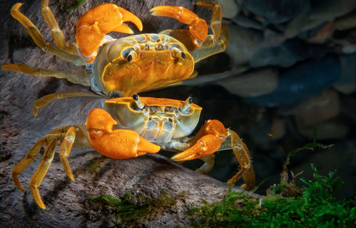 DKThomp's tweet photo. Winners of the 2022 Ocean Art Underwater Photo Contest

Absolutely spectacular. https://t.co/SxCsP5bExb