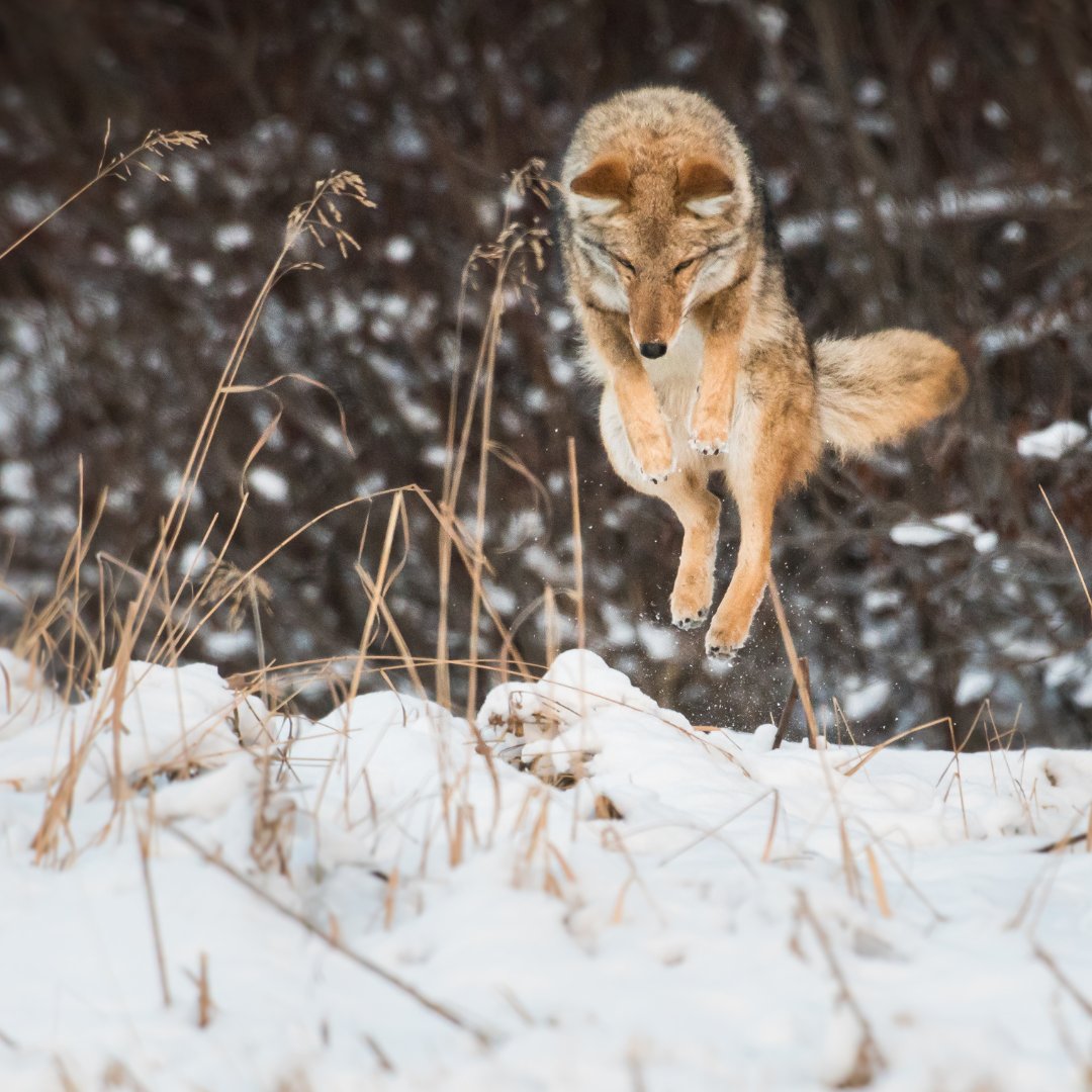 A friendly reminder that feeding wildlife can be harmful to both animals and our neighbourhoods. The best way to help wildlife is to avoid feeding them. Letting animals forage for themselves is the only kindness they need. More info: toronto.ca/Coyotes