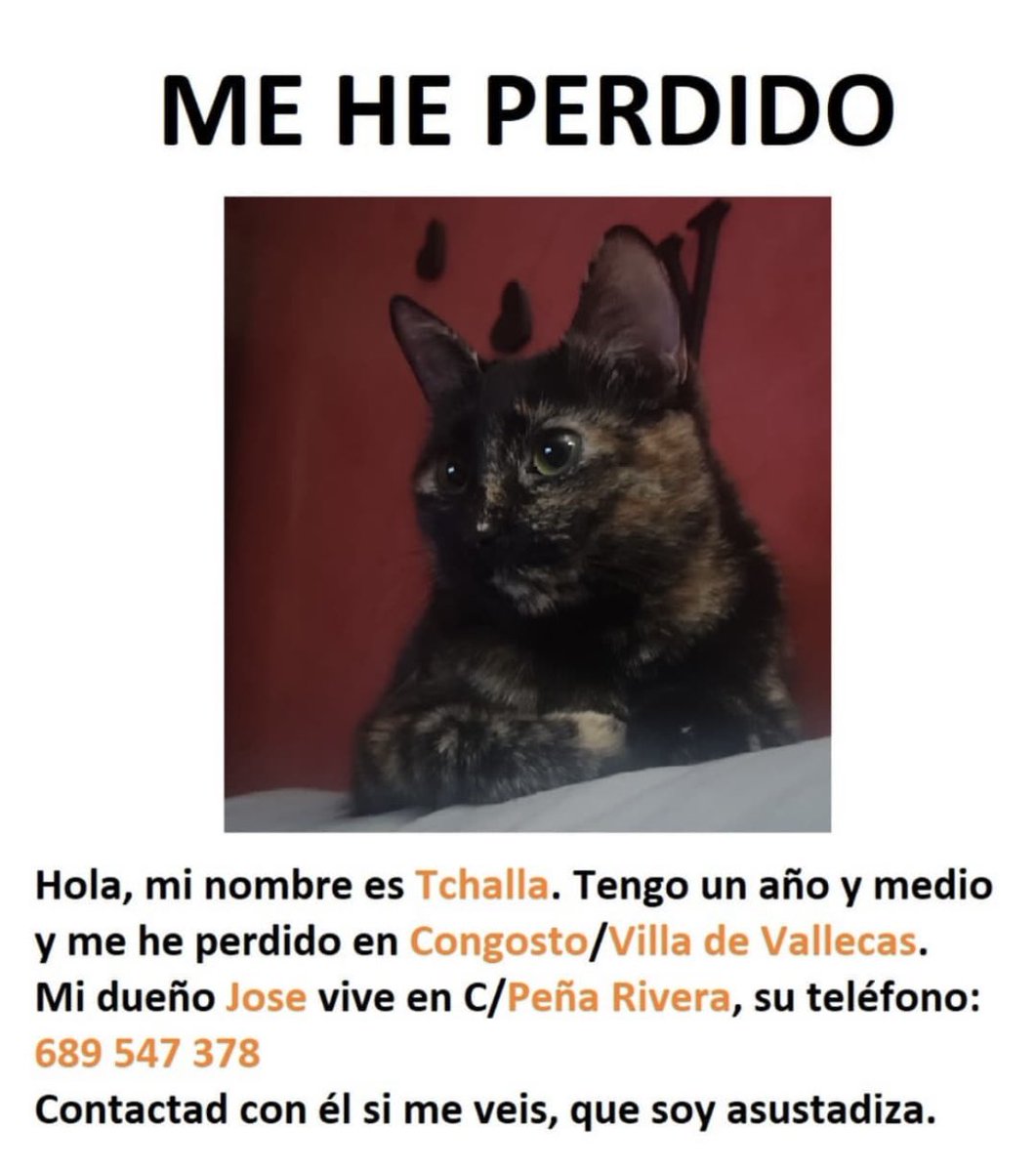 por favor dadle mucha difusión a este tweet

es la gata de un amigo mío y es importantísima para él