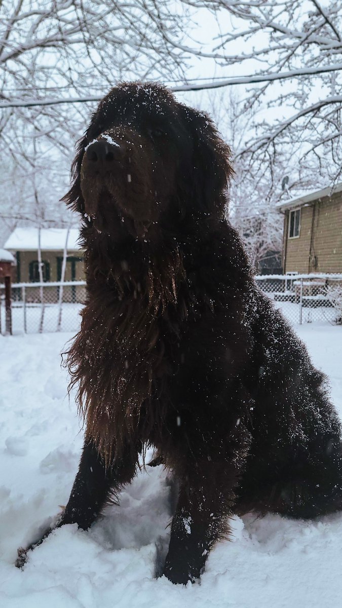 Snows coming down hard here!

#Newfoundlanddog #dog #snowday #snowmichigan #michigan