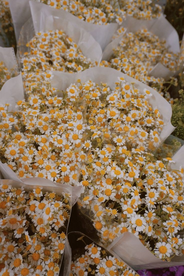 daisy bouquets.