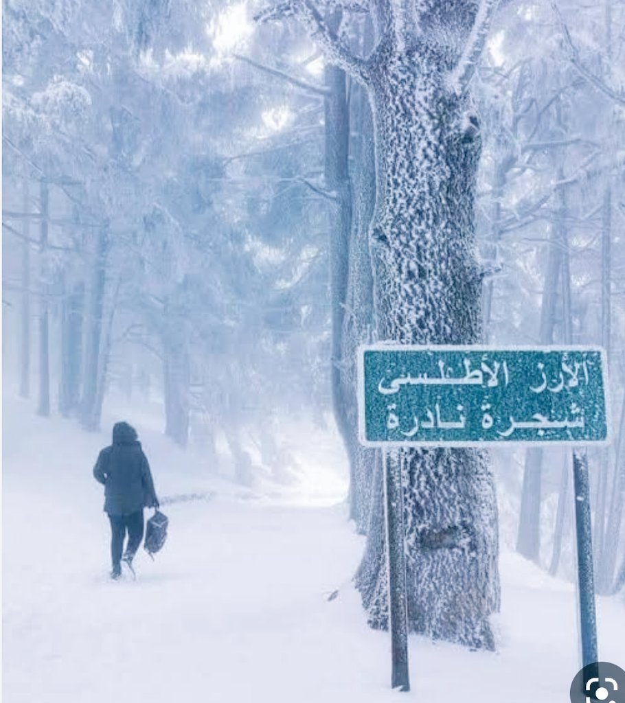 AlgerienPatrio2's tweet photo. @RoseAlger3 الشريعة https://t.co/lnYPtzDvU1