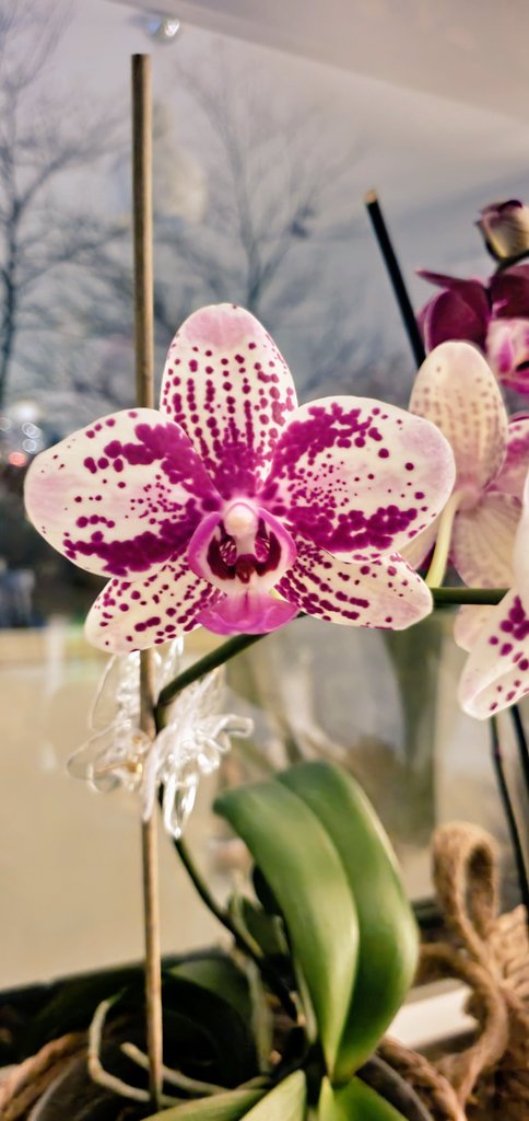 JacakKamila's tweet photo. #GoodNightTwitterWorld #dobranoc #orchid #storczyk https://t.co/47vi8zSB9g