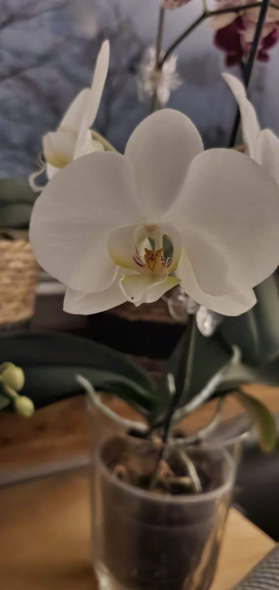 JacakKamila's tweet photo. #GoodNightTwitterWorld #dobranoc #orchid #storczyk https://t.co/47vi8zSB9g