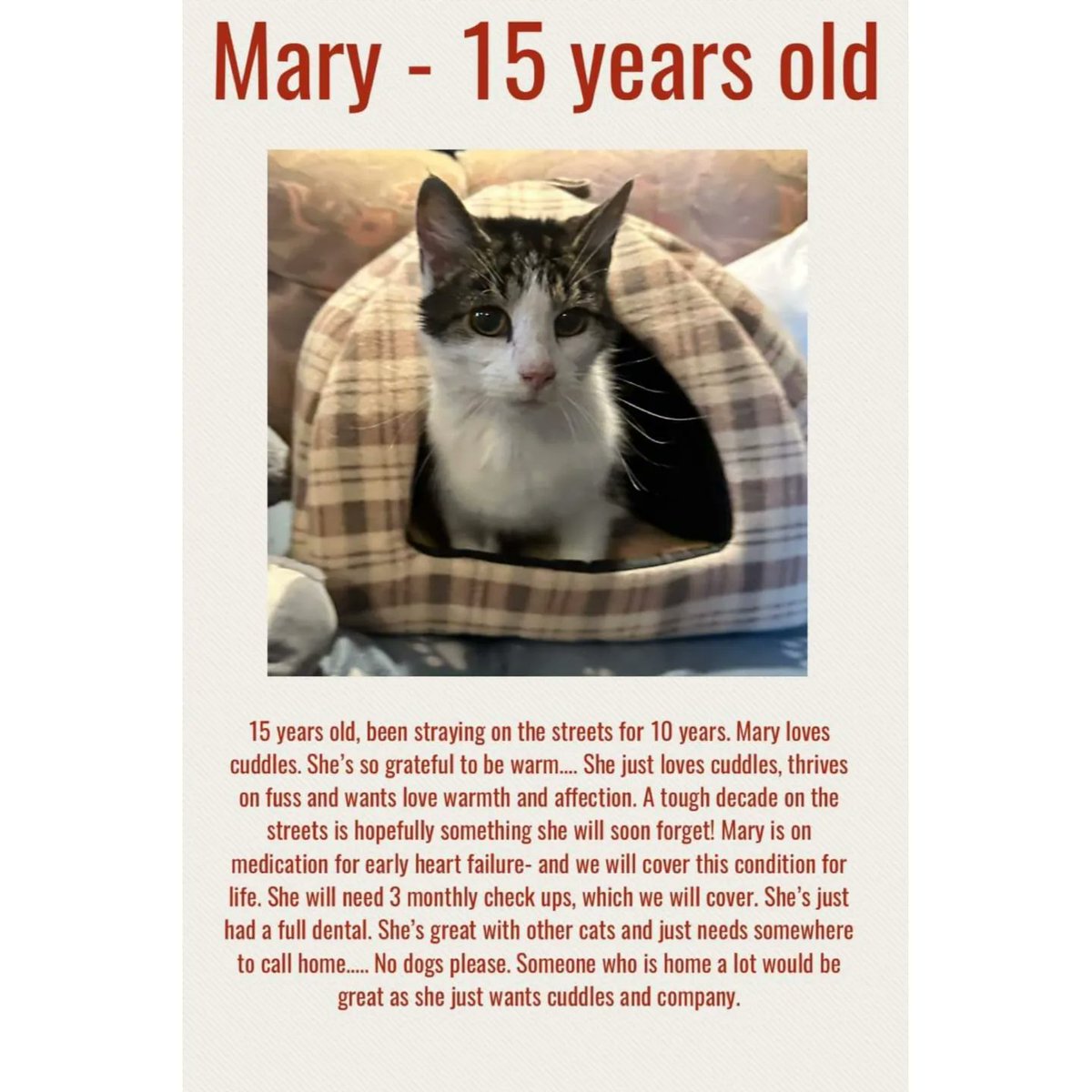 StrayCatsWM's tweet photo. 🏡 ❤️ 5 VERY SPECIAL REQUESTS. Please read fully and only apply if you can be certain you can offer them exactly what they need…. They are very specific to what they need, but all of them will be so worthy of your care love and attention ❤️❤️❤️❤️❤️ 🏡

Storm  - Mary  - Sid https://t.co/qMtTalrGAe
