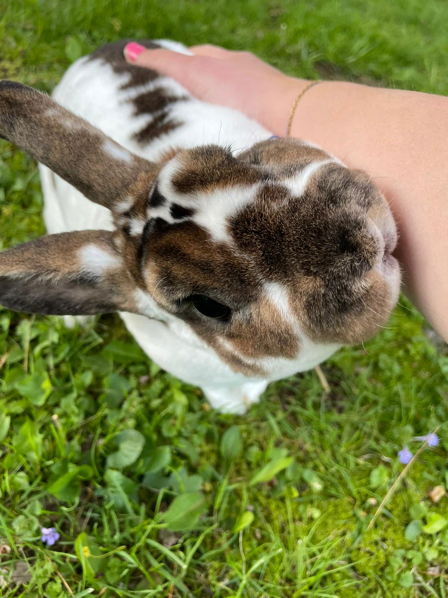 cyberazil's tweet photo. Ellie koja je trenutno u Hrvatskoj: "Sjećam se dana kada su pjegavi Badger i narančasta Piggy ušli u moj život. Ta dva zečića mi jako nedostaju i jedva se čekam vratiti doma u Ameriku da ih vidim!" 
#udomime #goodmemories 
- P https://t.co/IIfrBdlpFL