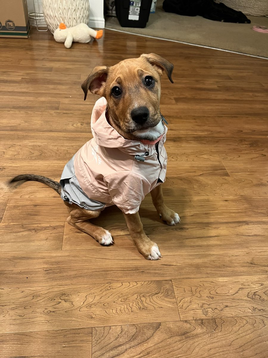 ajhalling's tweet photo. blessing ur timeline with a pic of my puppy https://t.co/cdaTc4M2Eb
