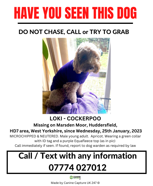 #Loki #Cockerpoo #Missing on #MarsdonMoor #Huddersfield HD7 area, since Wednesday, 25th January, 2023 facebook.com/groups/6863458…