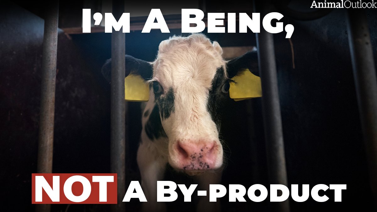 1/2 & 1/2 on Twitter "RT AnimalOutlook Calves are treated as nothing