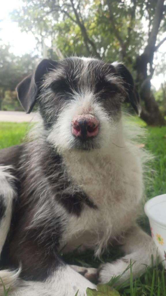 TransMilenio's tweet photo. Ella es Grey, una amiga 🐶 que está perdida. Suele desplazarse en @TransMilenio y lo hace entre las estaciones Calle 38 A sur, Marly y Calle 142. En esta oportunidad no volvió a casa y su humana de compañía nos pide ayuda para poder localizarla.

¡Ayúdanos a encontrarla! https://t.co/HqCgMNIKGo
