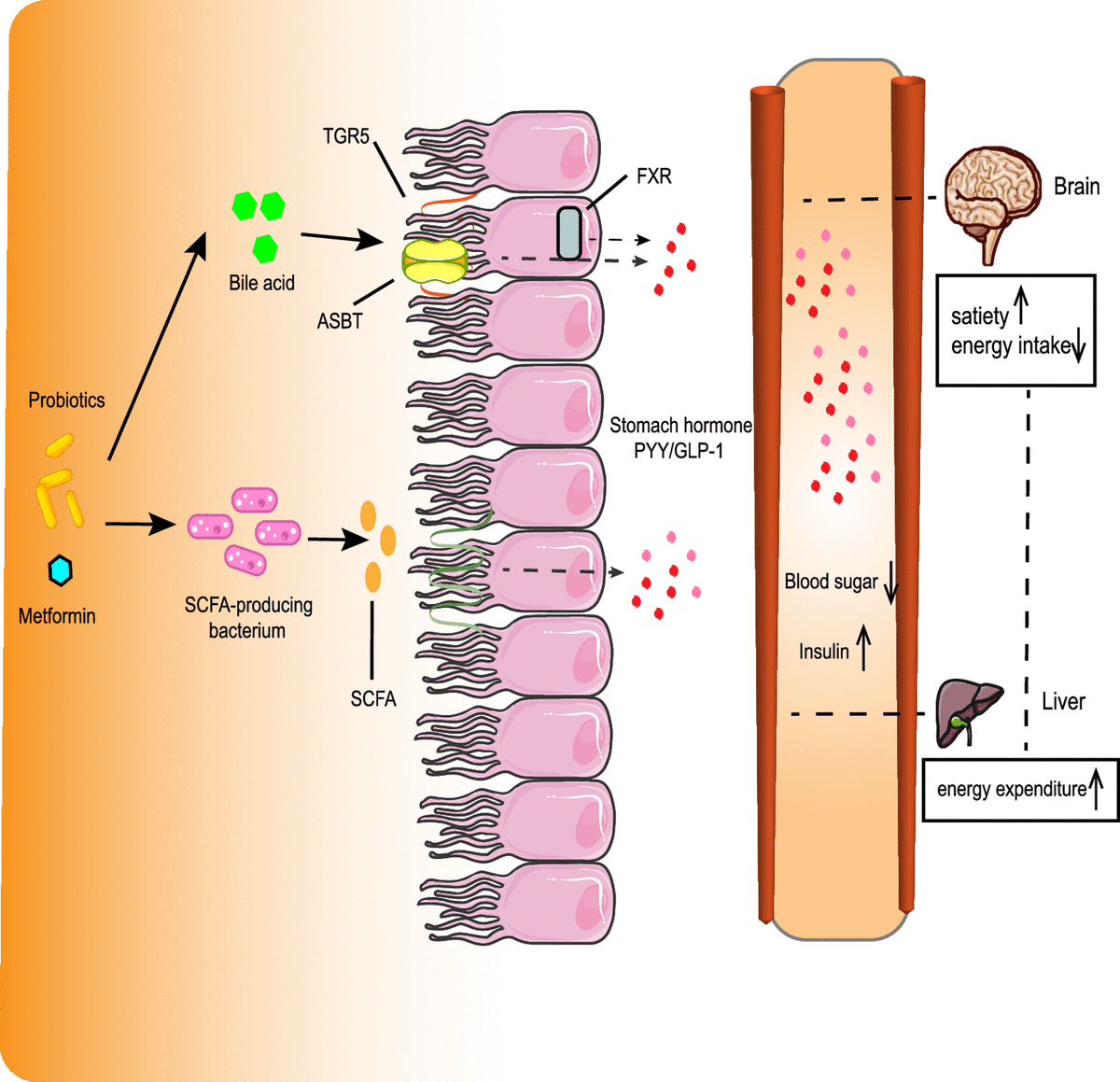 john_damianosMD's tweet photo. A multi-strain #probiotic co-administered with metformin leads to a greater reduction in hemoglobin A1c compared to metformin alone, via ⬆️short-chain fatty acid-producing bacteria and ⬆️ certain bile acids.

#MedTwitter #diabetes #microbiome #probiotics 

https://t.co/yDQ317hEvl https://t.co/kte2wuMmlI