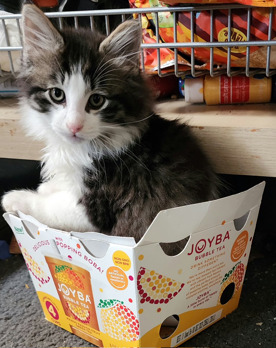 Princess Doughnut has claimed this Boba box as her throne! 

<a href="/mattdinniman/">Dungeon Crawler Matt</a>