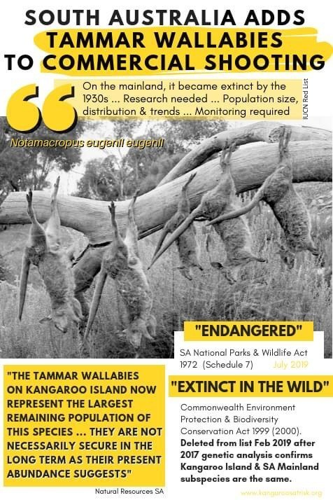#stopkillingkangaroos #endangeredspecies
