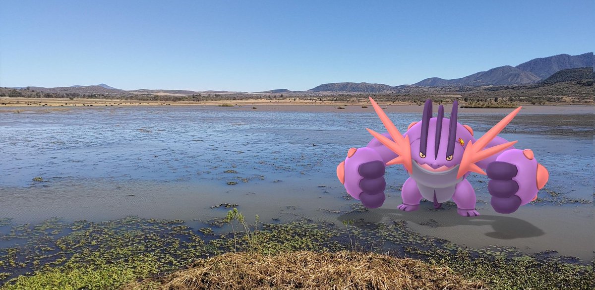 MdzEdilberto's tweet photo. Buscando poke-ajolotes en su hábitat 😎
#pokemongo #pokemon #pokémon 
Lo más cercano a Tunguitiro 🤣 https://t.co/WTinzUokaH