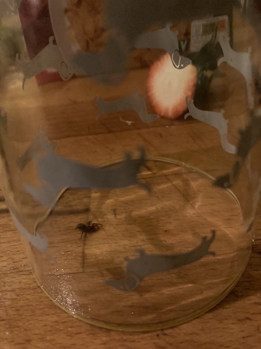 transpunkman's tweet photo. Err, @Tesco we just found a visitor in our strawberries - want him back? https://t.co/28M4s7F5Qe