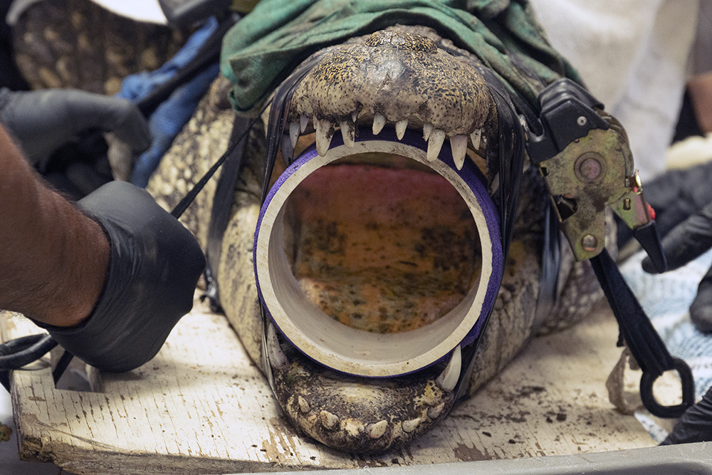 Zoo Miami on Twitter "Yesterday, Zoo Miami’s pair of highly endangered