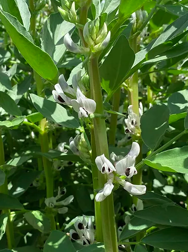 Fabelle Fababean is a medium-sized fababean with low tannins and high yields. Developed by DL Seeds in Manitoba, Fabelle Fababean is a low vicine/convicine fababean that fits well in the growing food and feed markets. Learn more at seednet.ca/fabelle