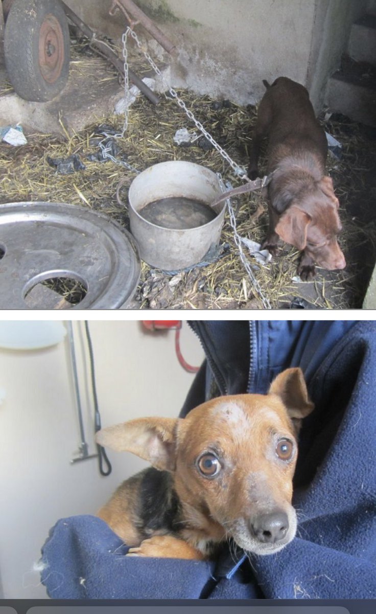 It’s happening. <a href="/Corkcoco/">Cork County Council</a> and @ISPCA1 have finally begun to remove the dogs from the puppy farm in Doneraile.According to <a href="/AdvocacyDog/">Dog Advocacy Ireland</a> they took away some of the smaller dogs today. Public pressure has helped. Now for the long road ahead #puppyfarm  #Cork #AdoptDontShop #cruelty