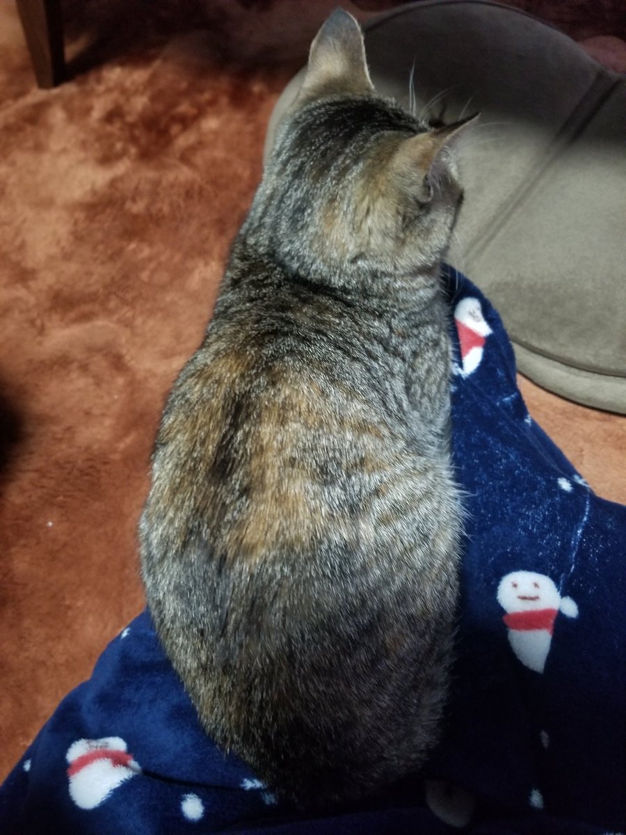 aayy1818's tweet photo. おはようございます😸
こうやって写真並べると大きくなったの物凄く分かりますね　むぎ☺️✨✨✨
#猫のいるくらし
#猫好きな人と繋がりたい 
#保護猫と暮らす 
#キジトラ https://t.co/zuwUzcF5la