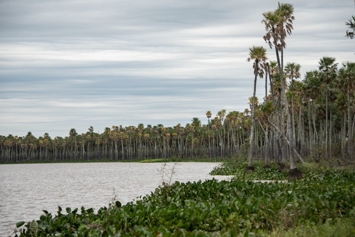 ParquesOficial's tweet photo. 👏Estamos a un paso de la creación del Parque Nacional Laguna El Palmar

Leé más en nuestra nota👇:
https://t.co/7Y8W80jxMt

@AmbienteNacion 
#ParquesNacionales https://t.co/d4IhN14XC7
