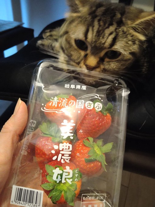 ねこようかい の評価や評判 感想など みんなの反応を1週間ごとにまとめて紹介 ついラン