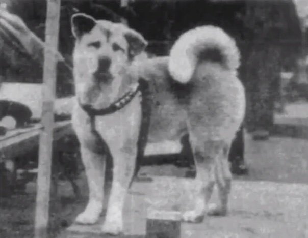 civinvestors's tweet photo. @cryptoaeon @giba_machado @elonmusk What about this dog? $tHACHI https://t.co/MtBshCjjp3