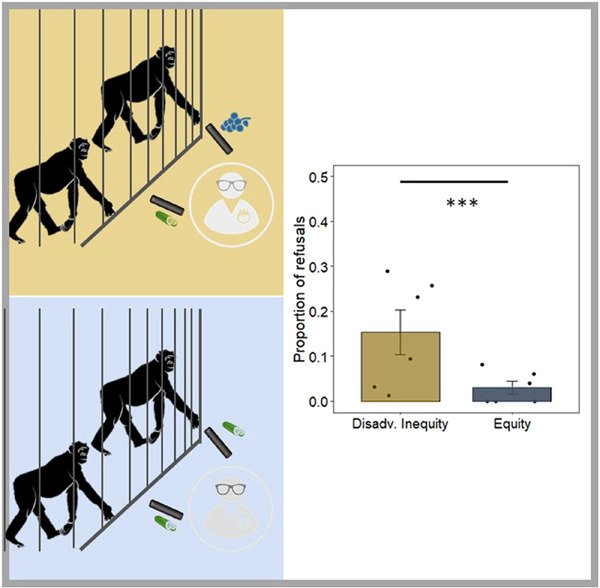 AmJournalPrimat's tweet photo. @JonasVerspeek ; @Jeronobo1
Bonobos respond behaviourally and emotionally to unequal payoffs in a token exchange paradigm #bonobos #primates #behavior #apes 
https://t.co/uxReS59lp5 https://t.co/KZ2eRKlh28