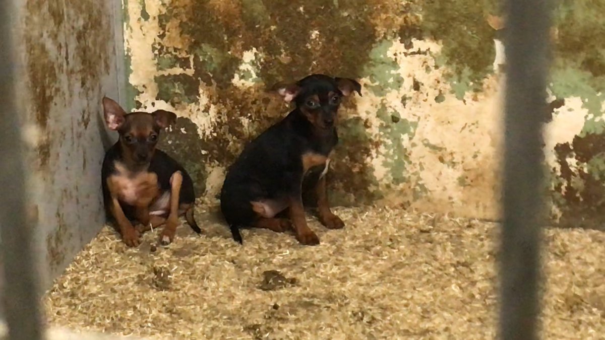 House of Animals tweet media