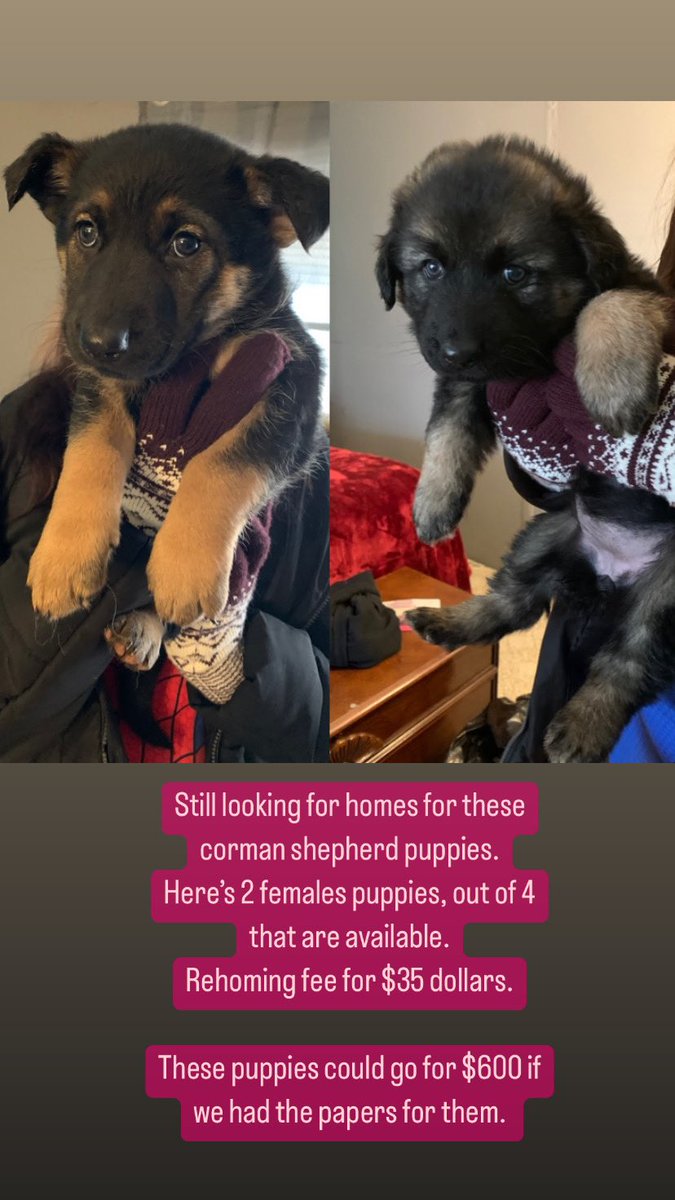 GypsyGoddess25's tweet photo. Looking for homes for these adorable puppies 3/4s German shepherd 1/4 corky. Aka corman shepherd puppies! In the Dallas fort worth area! #cormanshepherdpuppies #puppies #DallasTX #GermanShepherd #rehoming https://t.co/vD4yK9TZC2