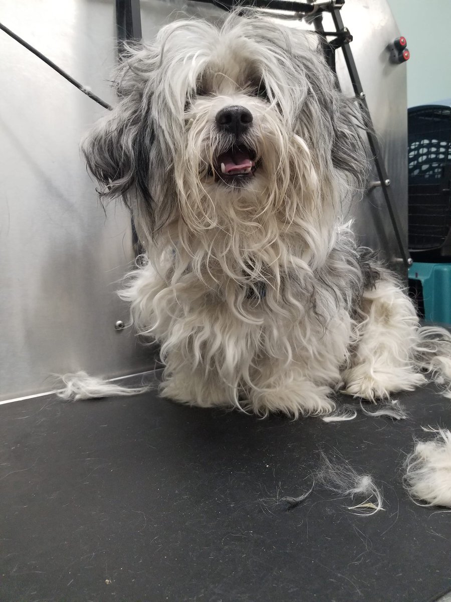 Per Warwick Shelter:
Found on Jefferson St. #Warwick #RI
Safe at the shelter call 401 468-4377
buff.ly/3HaA6nI #RhodeIsland 
#OceanState