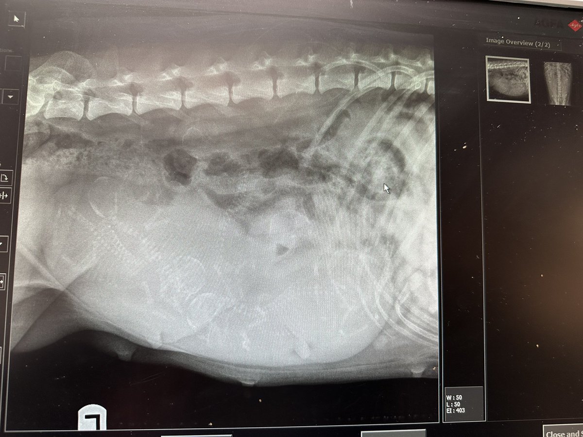 Due date expected Feb 5-9. This litter would be ready to go to their forever homes the weekend of April 14-16! These are F1B pomskies. Pm me if interested!!