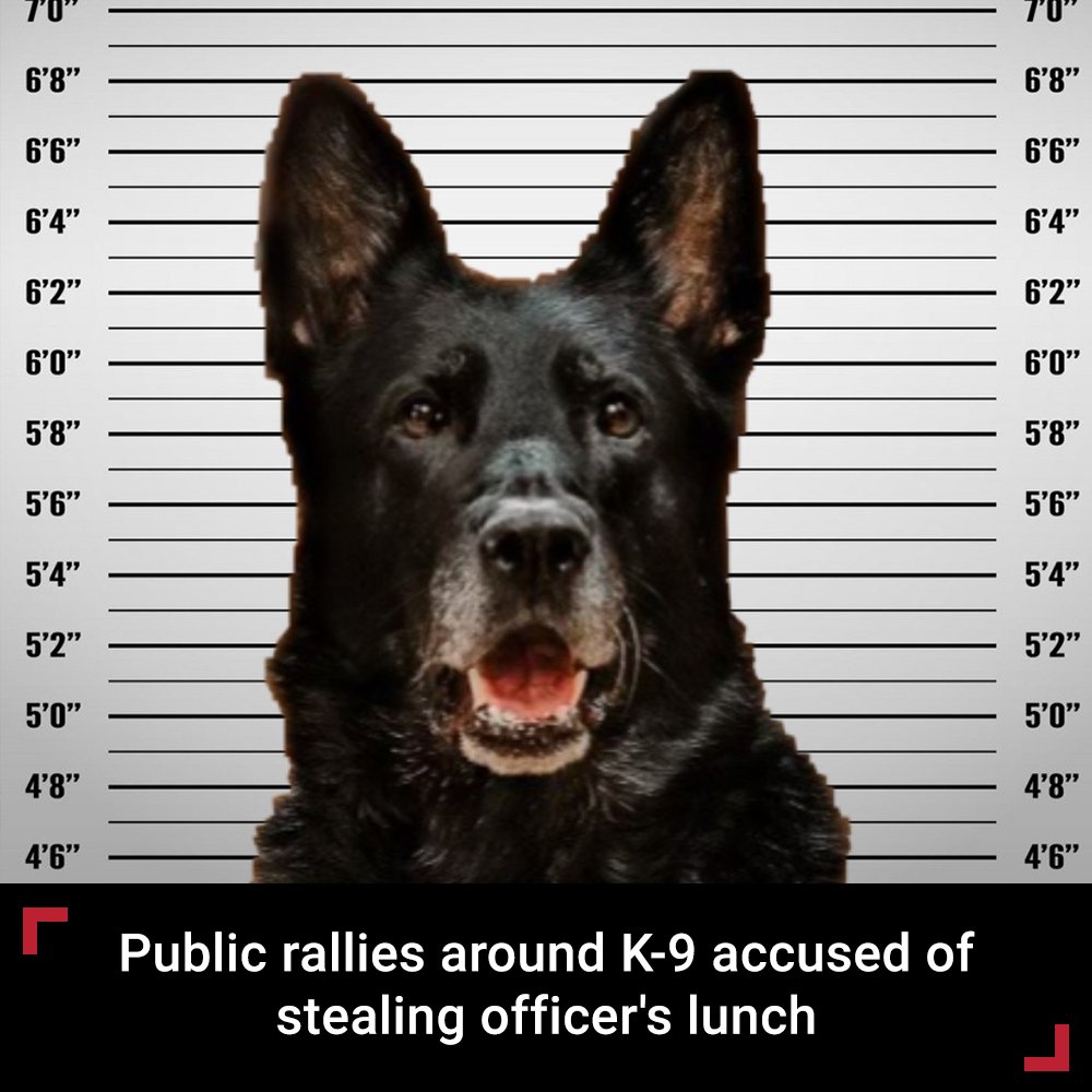 FoxNews's tweet photo. THROW HIM A BONE: Officer Ice was allegedly seen leaving the scene of the crime “licking his chop.” Many have come forward with offers to defend the pup “pro-bone-o.” https://t.co/5Up6Wxa3Os https://t.co/mprXkX8KU9