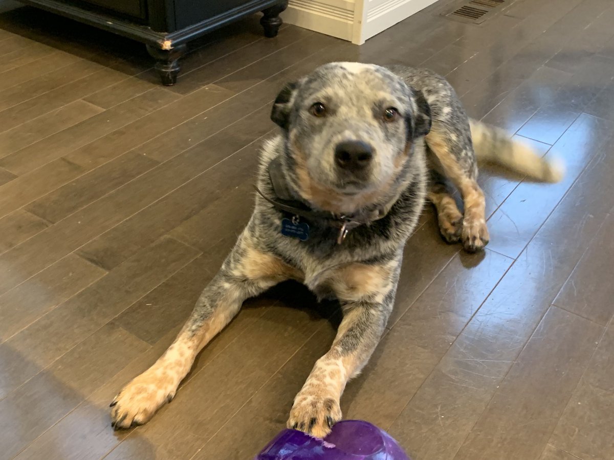 KenSchaus's tweet photo. Buddy says let’s talk 
#BellLetsTalk 
⁦@Bell_LetsTalk⁩ https://t.co/YwcpPzAHPk